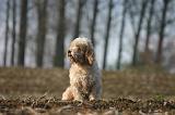 PTIT BASSET GRIFFON V.  055